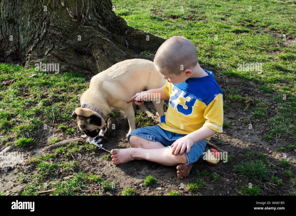 Cómo se clasifica el perro de raza Pug niñera