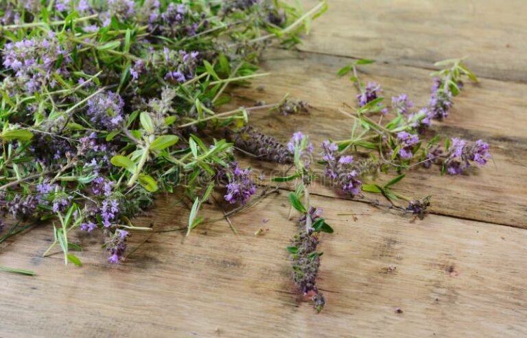 Para qué sirve el tomillo en la cocina y cómo utilizarlo en tus platos 9 ramas frescas de tomillo en una mesa