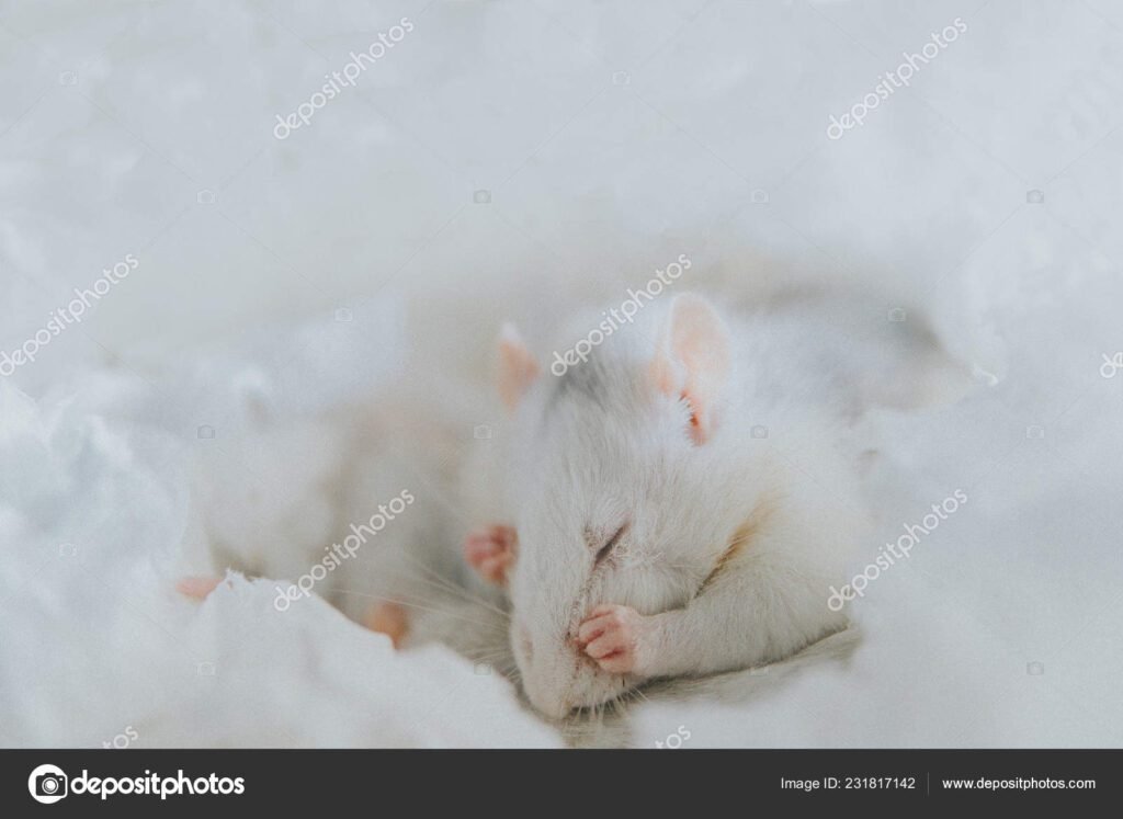 Por qué soñamos con ratas en la cama y qué significa realmente 3 Por qué soñamos con ratas en la cama y qué significa realmente