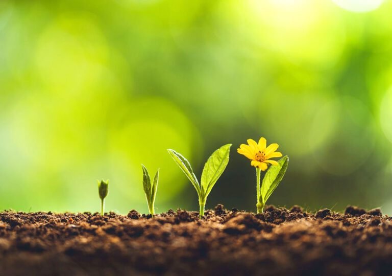 De qué trata la frase "Yo hago nuevas todas las cosas" 24 renacer de flores en primavera