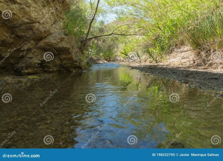 El agua es un recurso renovable o no renovable para el planeta 13 rio cristalino rodeado de vegetacion
