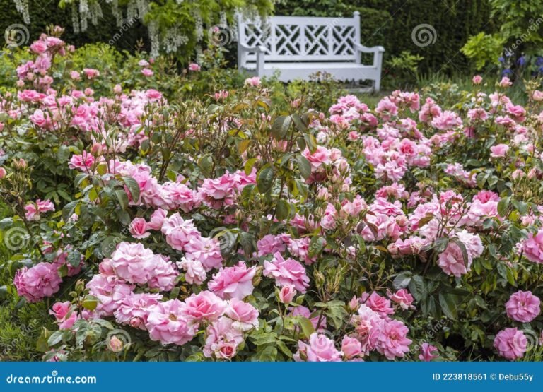rosas en plena floracion en un jardin