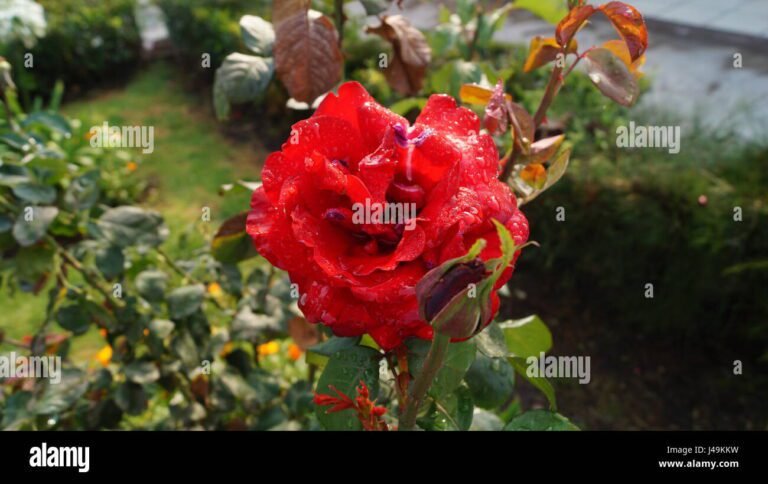 rosas en un jardin al amanecer