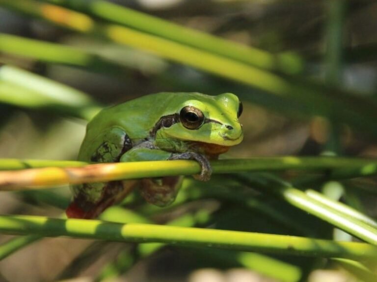 sapos en un entorno natural colorido