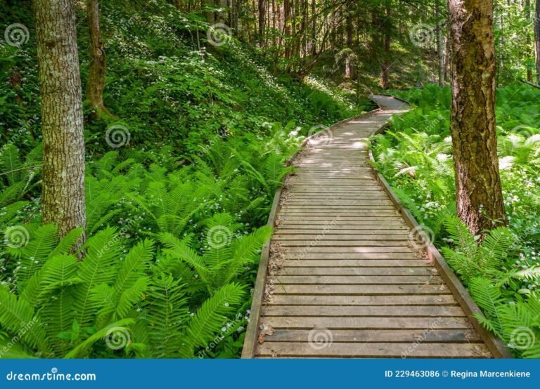 Quién escribió "Caminante, no hay camino" y qué significa su mensaje 2 sendero natural rodeado de arboles