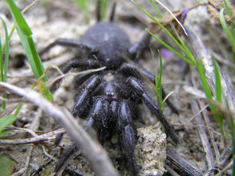 Qué significados tiene soñar con una tarántula negra en tus sueños 29 tarantula negra en un entorno natural