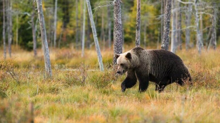 tero y oso en su habitat natural