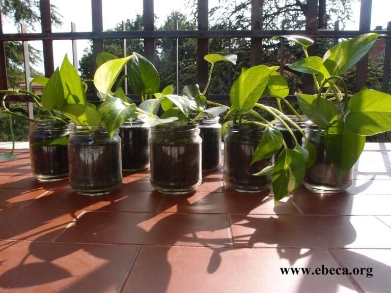 Cómo podemos prevenir la contaminación del suelo en nuestras comunidades 2 tierra saludable con plantas y reciclaje