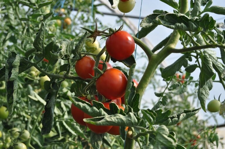 tomates perita creciendo en un huerto casero