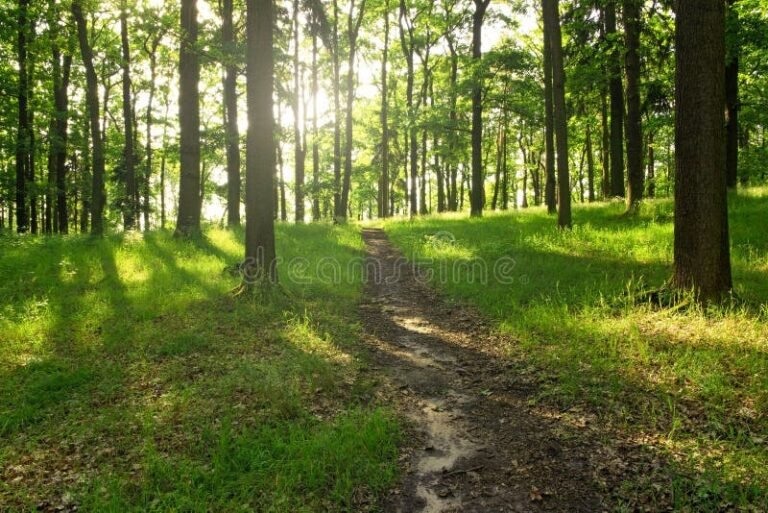Solo sé que no sé nada, cómo aplicar esta filosofía en mi vida 6 un camino en un bosque iluminado