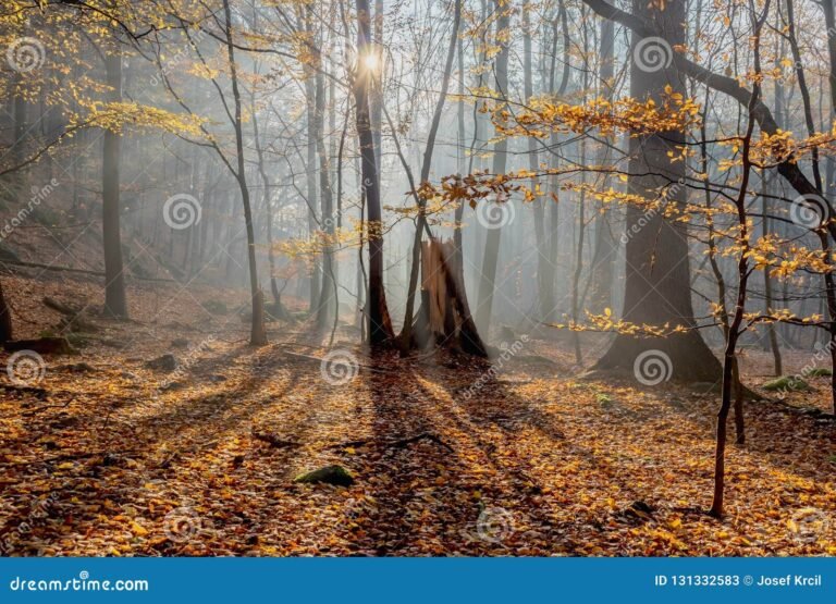 un paisaje otonal con sombras misteriosas