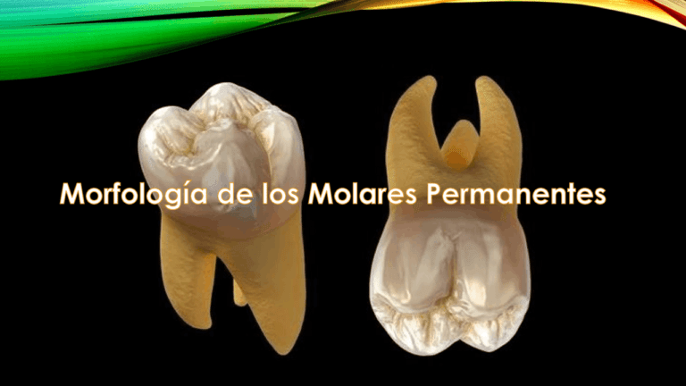 Qué características tiene la cara oclusal del primer molar superior 28 vista detallada del primer molar superior